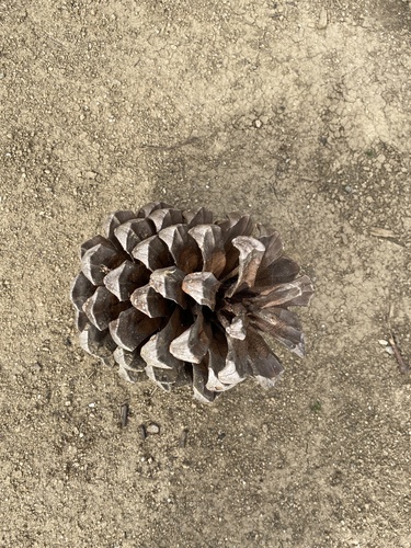 iNaturalist observation photo of pines