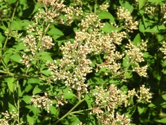 Salpianthus arenarius