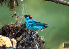 Chalcothraupis ruficervix