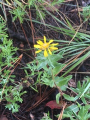 Heterotheca zionensis