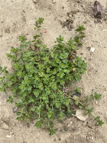 iNaturalist observation photo of scarlet pimpernel
