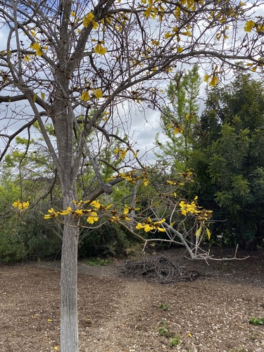 iNaturalist observation photo of Dicots