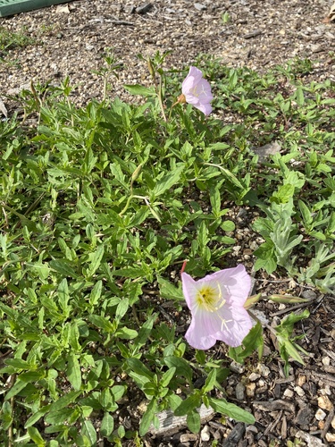 iNaturalist observation photo of Pinkladies