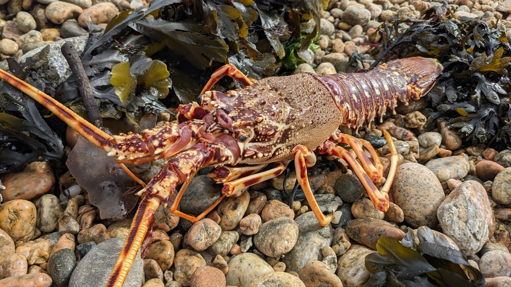 European Spiny Lobster in April 2023 by bluehouse_ · iNaturalist United