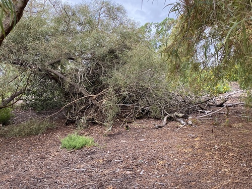 iNaturalist observation photo of Woodrats