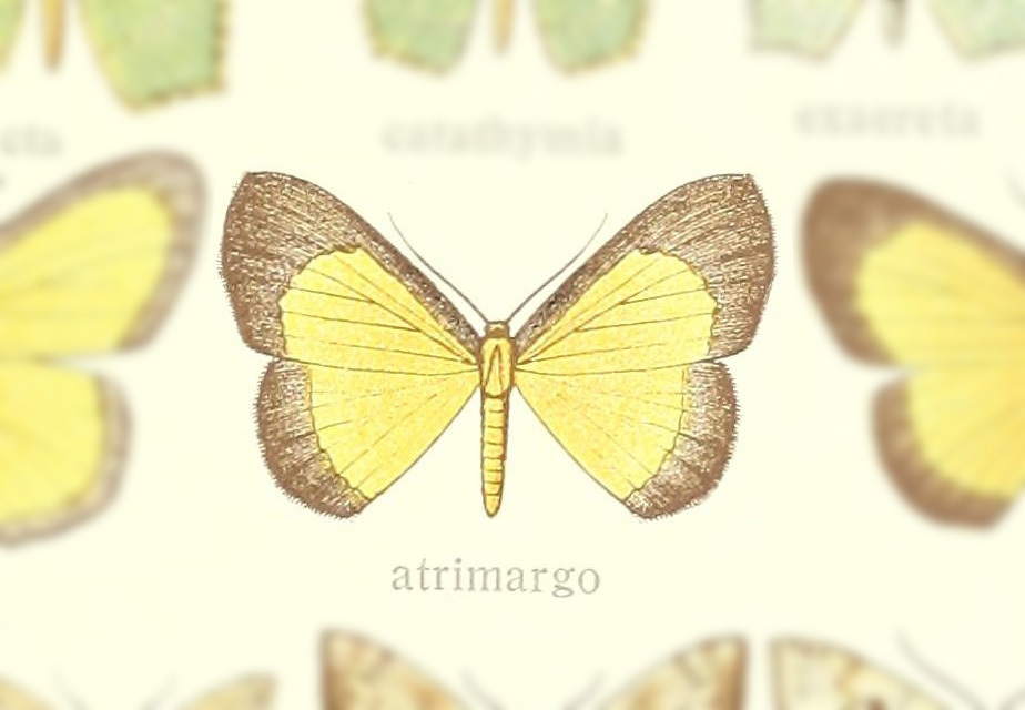 Bytharia marginata