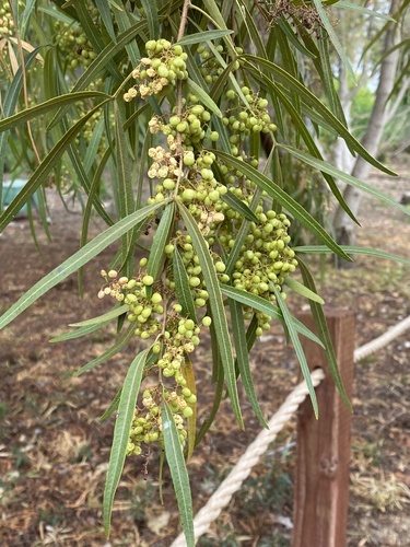 iNaturalist observation photo of african sumac