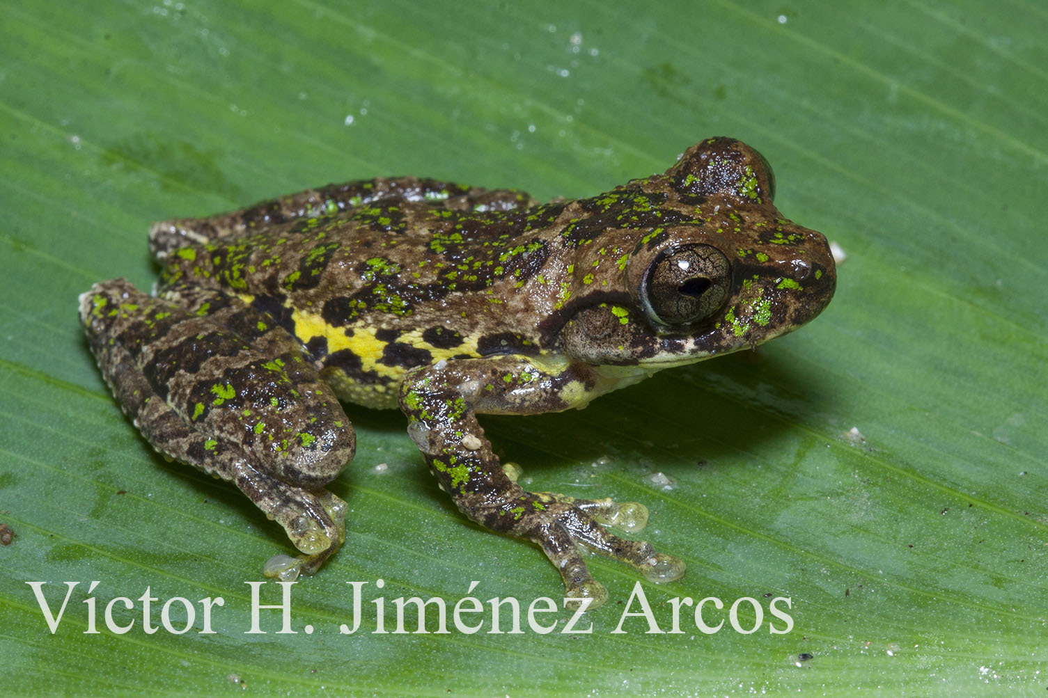 Spine-fingered tree frog (Charadrahyla trux) · iNaturalist