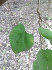 Morus nigra