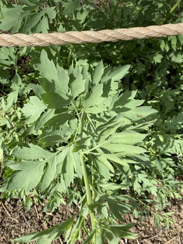 iNaturalist observation photo of Coulter's matilija poppy