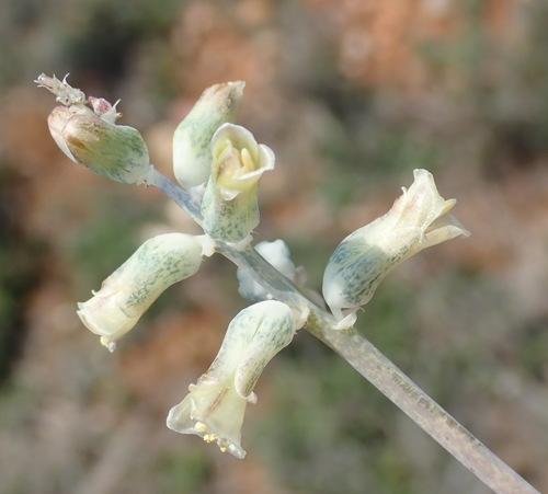 Image of Lachenalia judithiae by (c) Nicola van Berkel, some rights reserved (CC BY-SA)