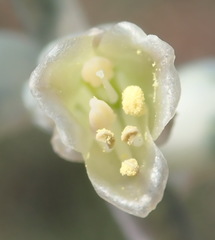 Lachenalia judithiae