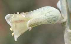 Lachenalia judithiae