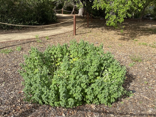 iNaturalist observation photo of White Horehound