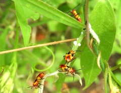 Oncopeltus guttaloides