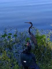Egretta tricolor image