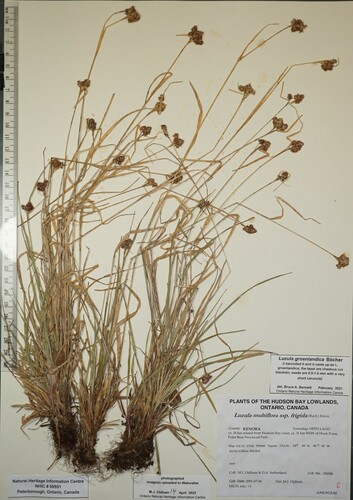 Luzula groenlandica