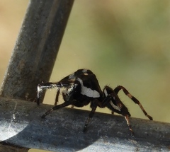 Dendryphantes zygoballoides