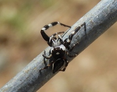 Dendryphantes zygoballoides