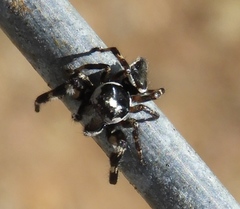 Dendryphantes zygoballoides