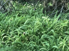 Nephrolepis