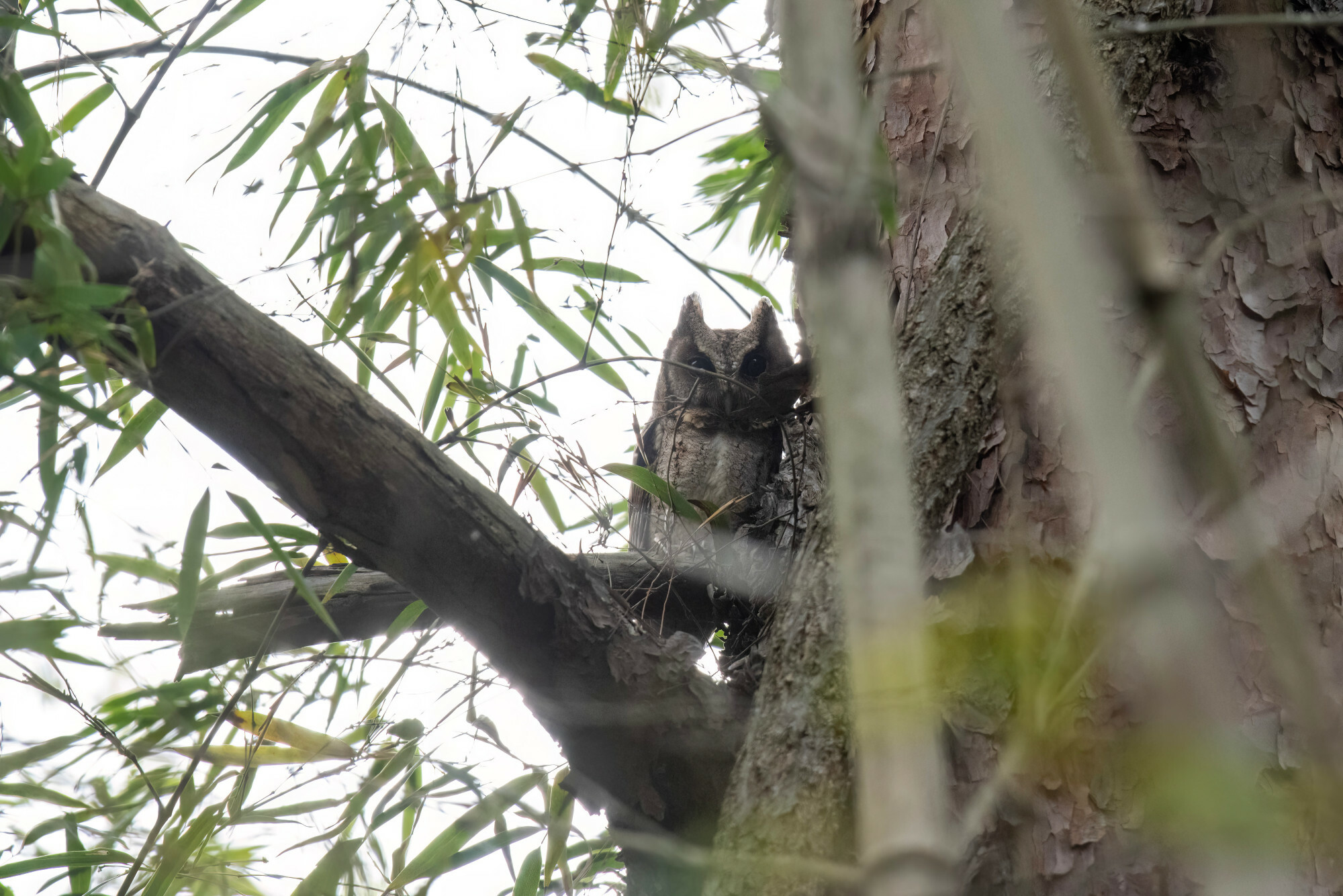 Collared Scops Owl
