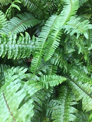 Nephrolepis