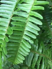 Nephrolepis