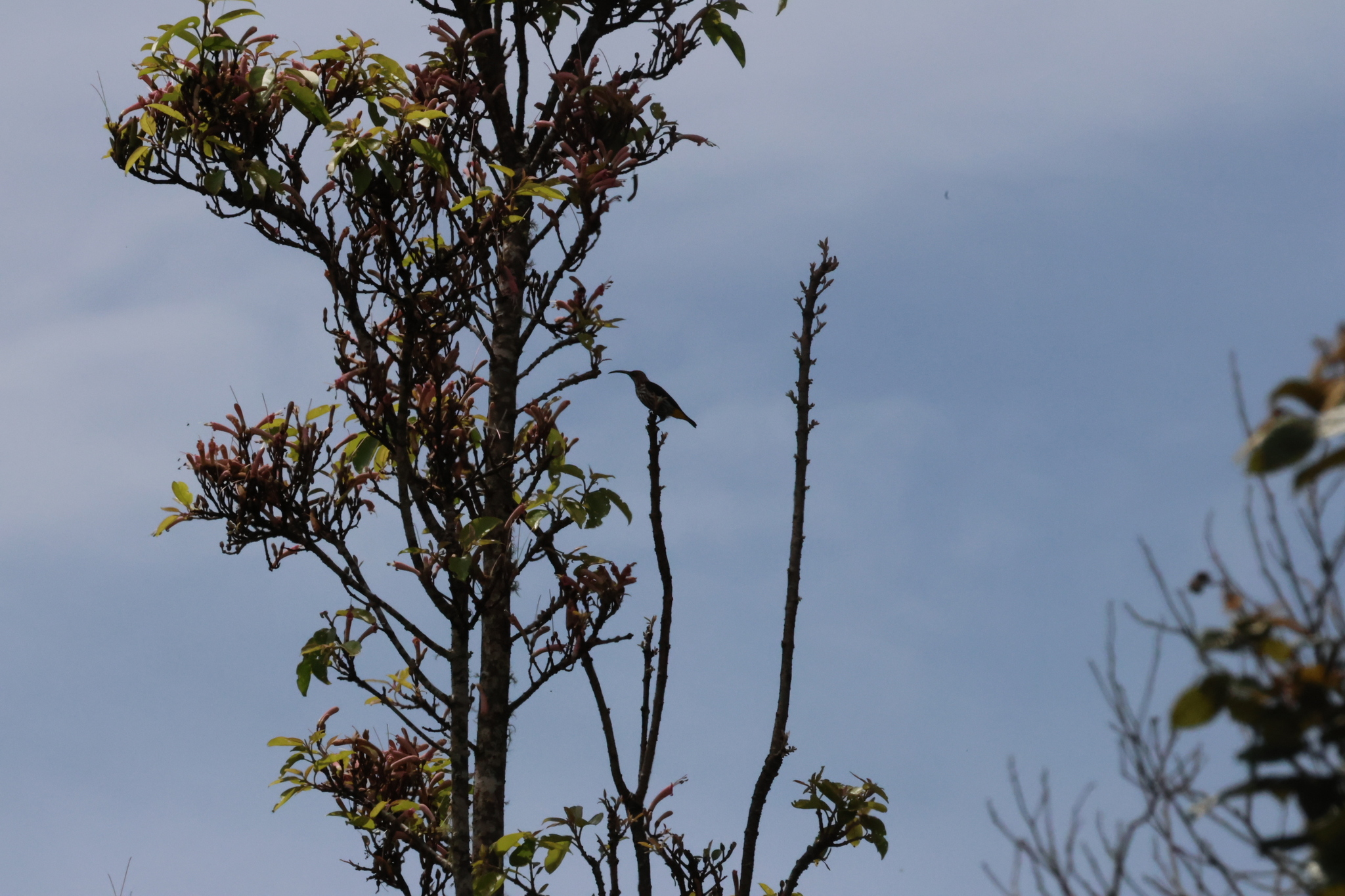 Whitehead's Spiderhunter (Arachnothera juliae), photo 2