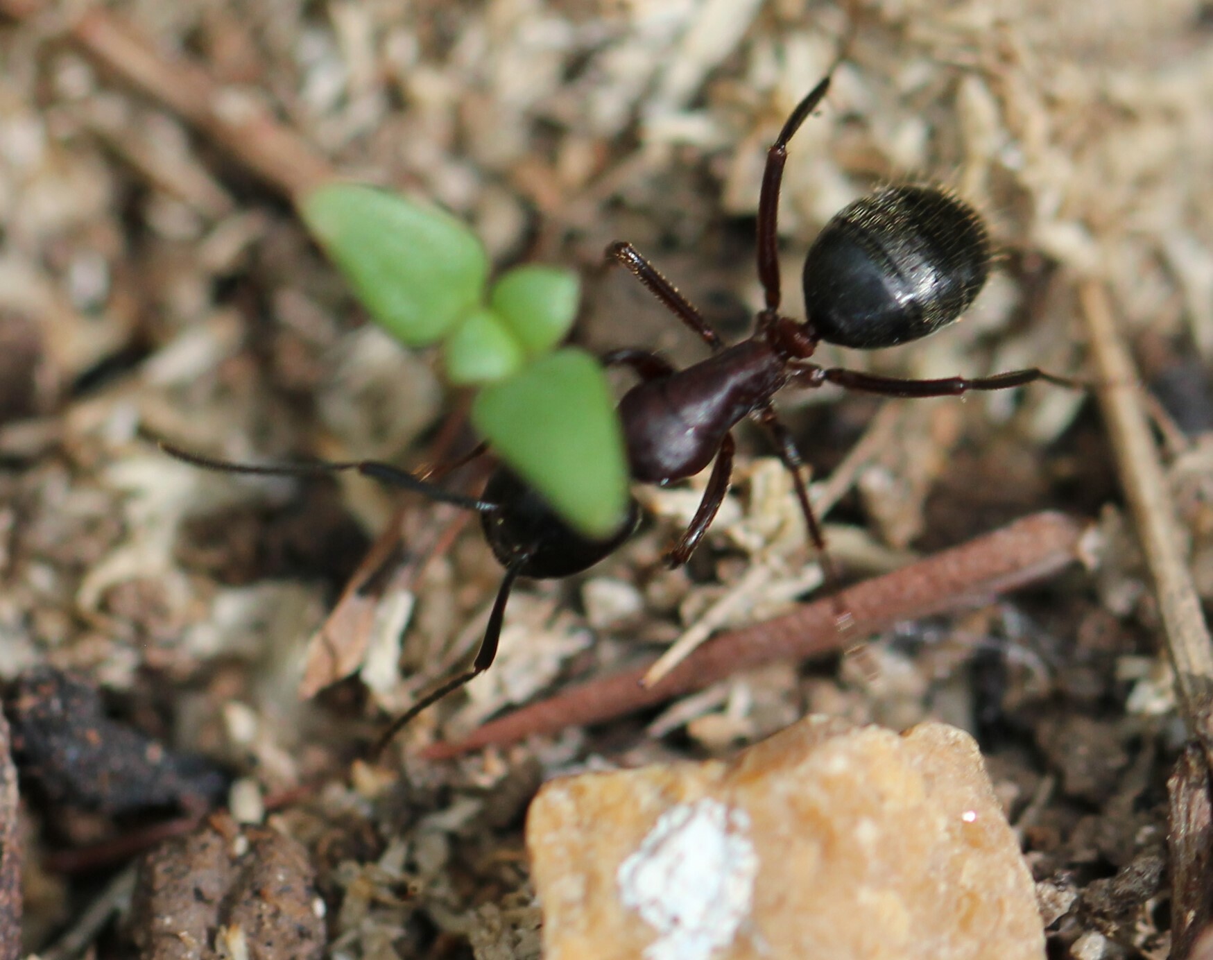 Camponotus reichardti