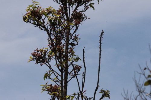 Whitehead's Spiderhunter (Arachnothera juliae), photo 3