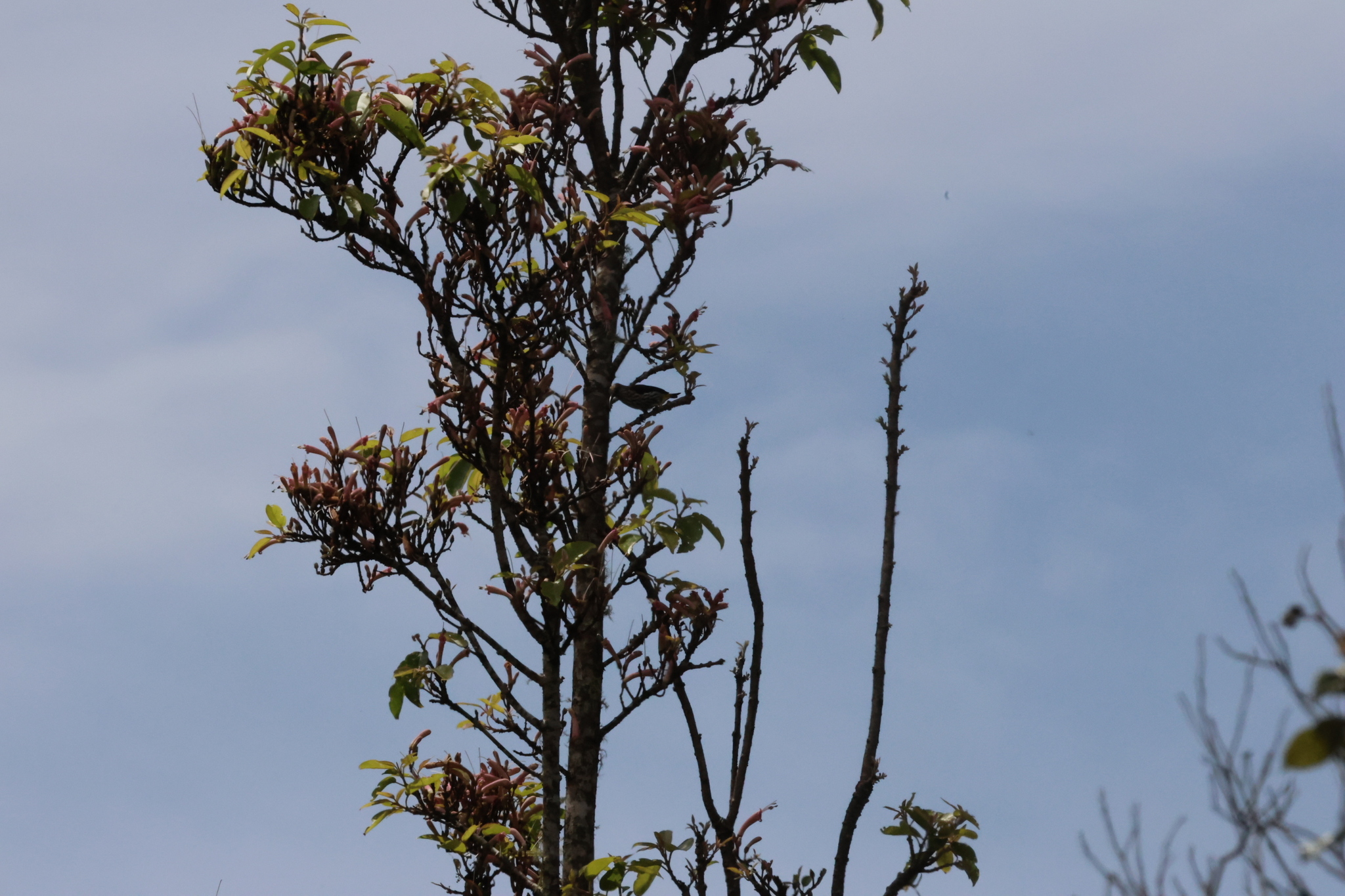 Whitehead's Spiderhunter (Arachnothera juliae), photo 3