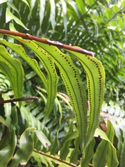 Nephrolepis
