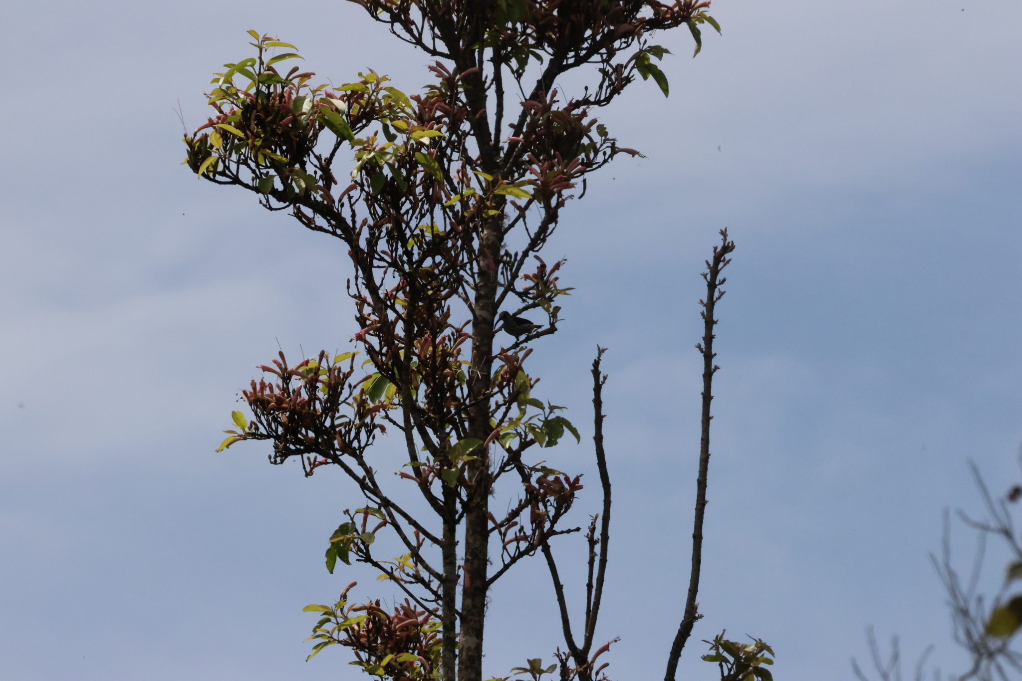 Whitehead's Spiderhunter (Arachnothera juliae), photo 4