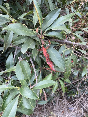 iNaturalist observation photo of Toyon
