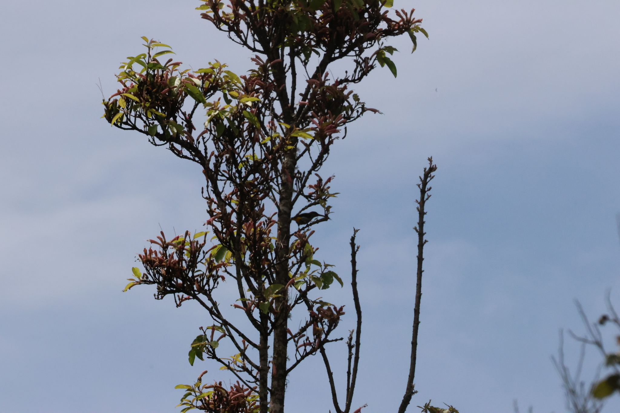 Whitehead's Spiderhunter (Arachnothera juliae), photo 5