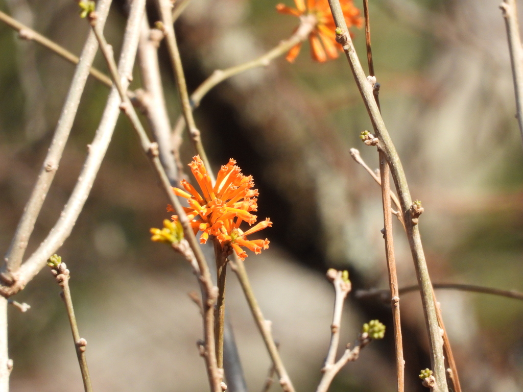 Cestrum sotonunezii