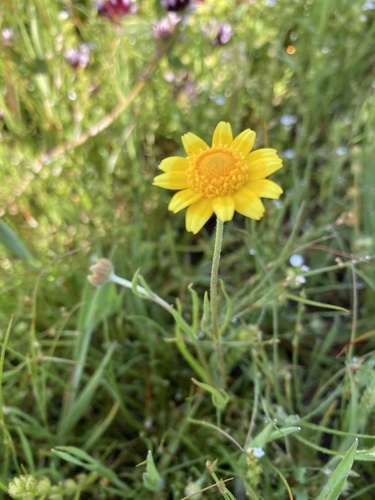 iNaturalist observation photo of California goldfields