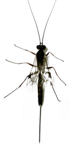 Thrahei Insecte (Trathala)