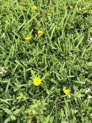 Sphagneticola trilobata