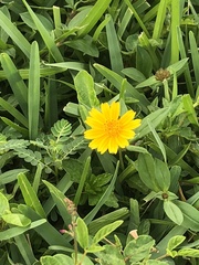 Sphagneticola trilobata