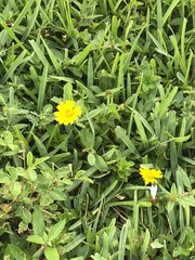 Sphagneticola trilobata