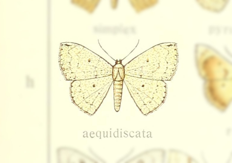 Somatina nigridiscata