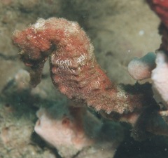 Hippocampus reidi
