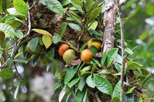Ficus cavernicola