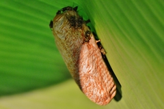 Protopolybia exigua