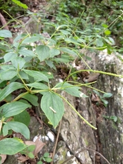 Peperomia liebmannii
