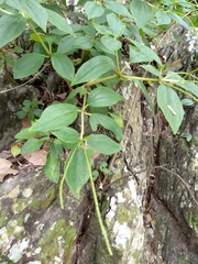 Peperomia liebmannii
