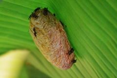 Protopolybia exigua