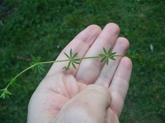 Galium divaricatum